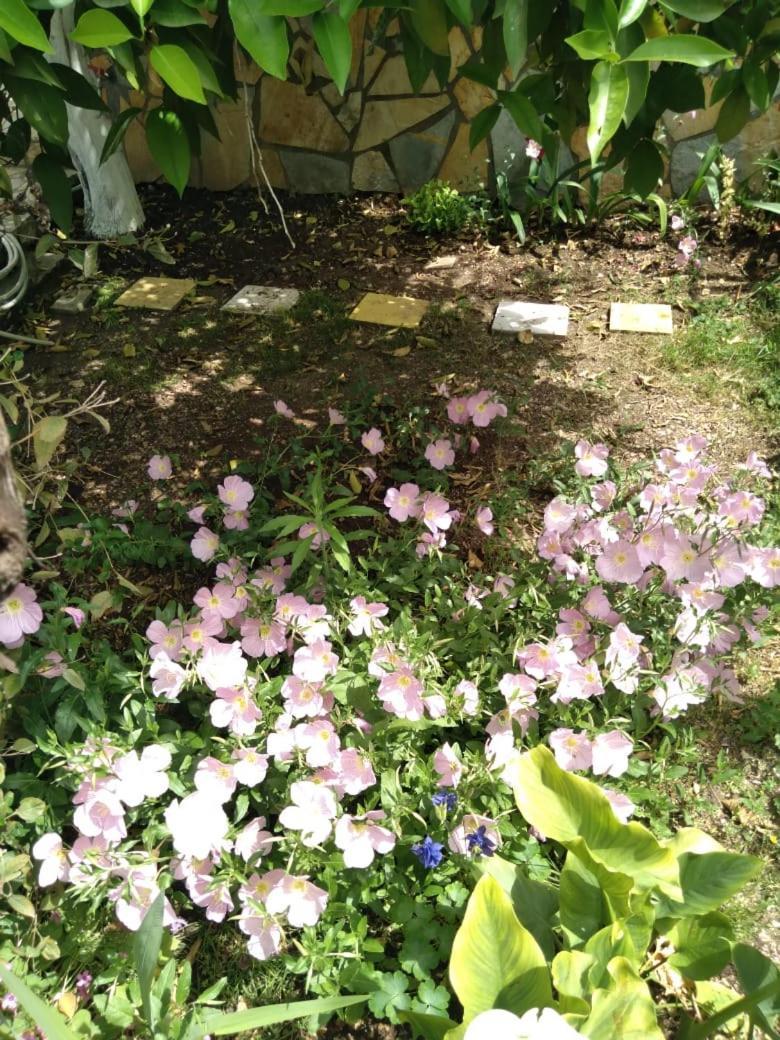Sara Guesthouse ベラト エクステリア 写真